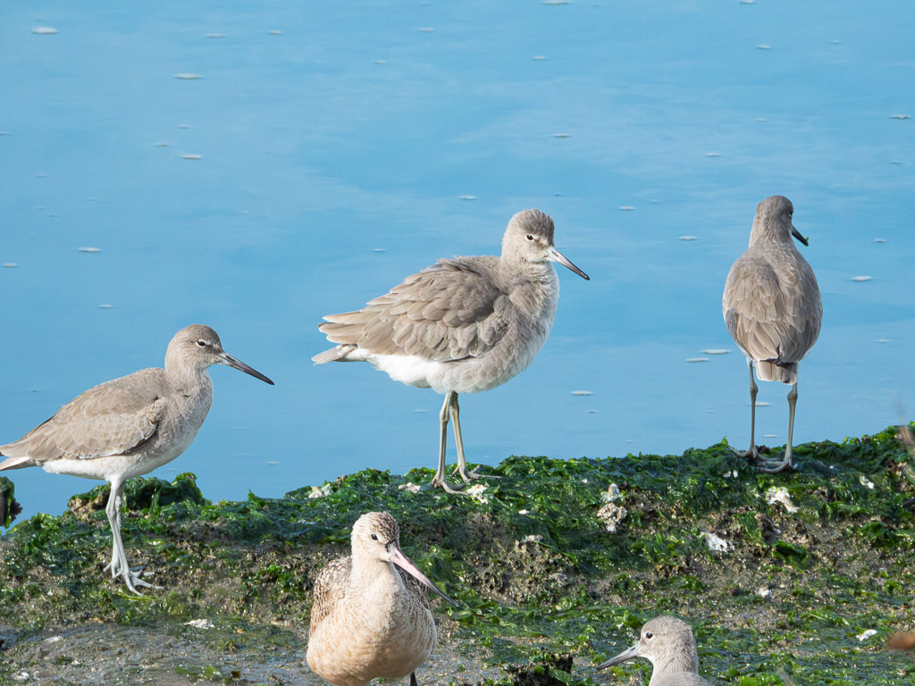 Willet