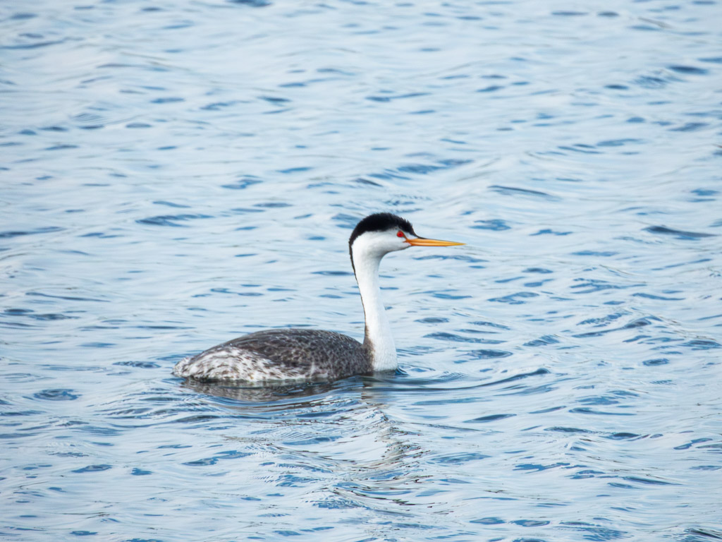 18 Bird Species at Arrowhead Marsh!