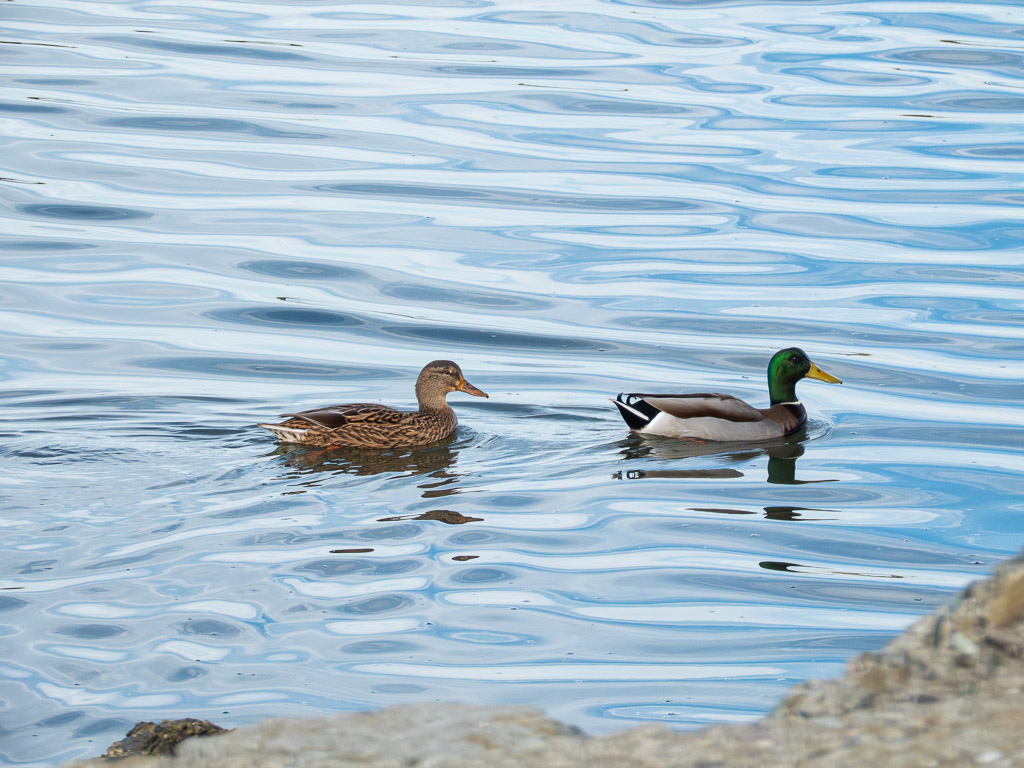 Mallard