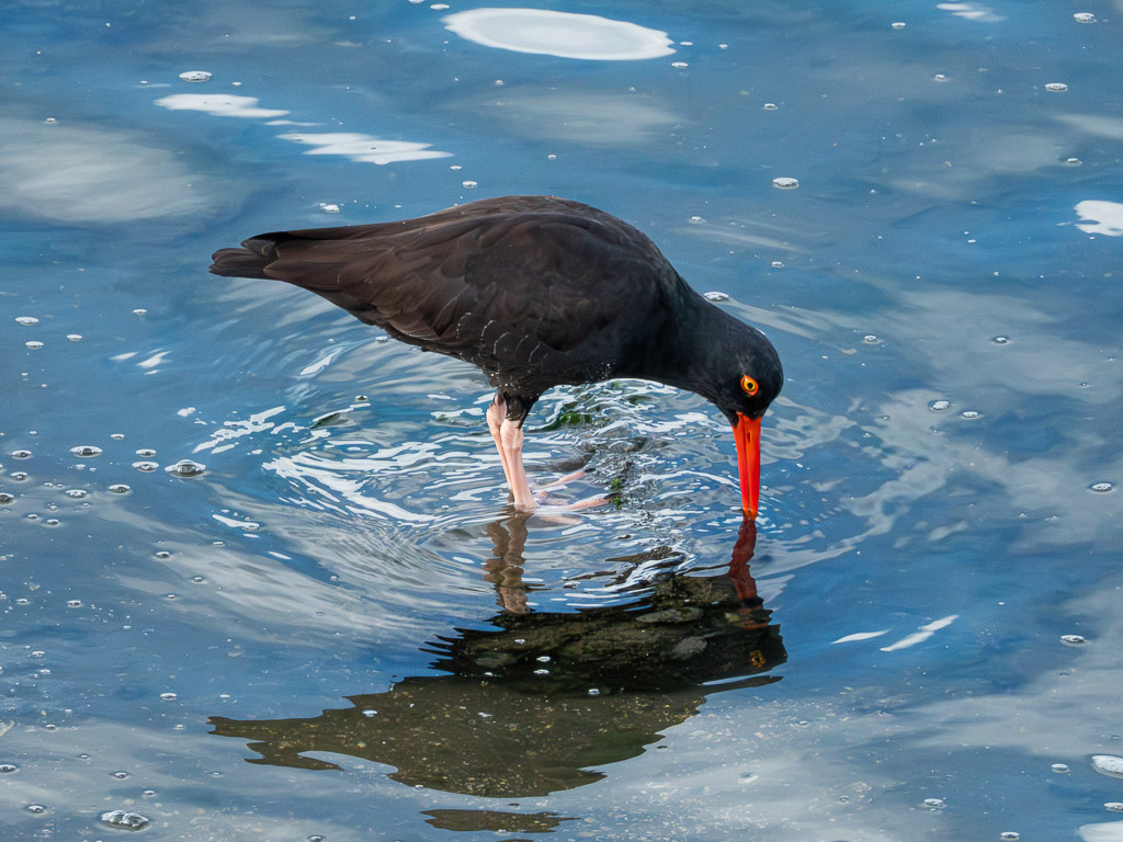 Black Oystercatcher