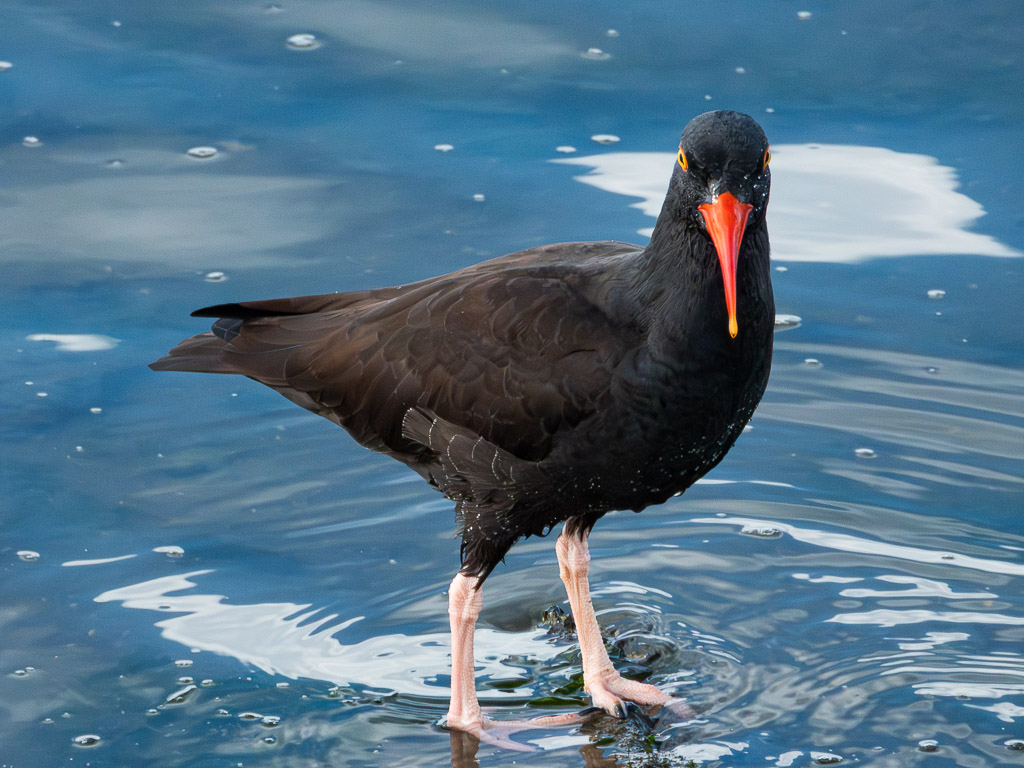 Black Oystercatcher