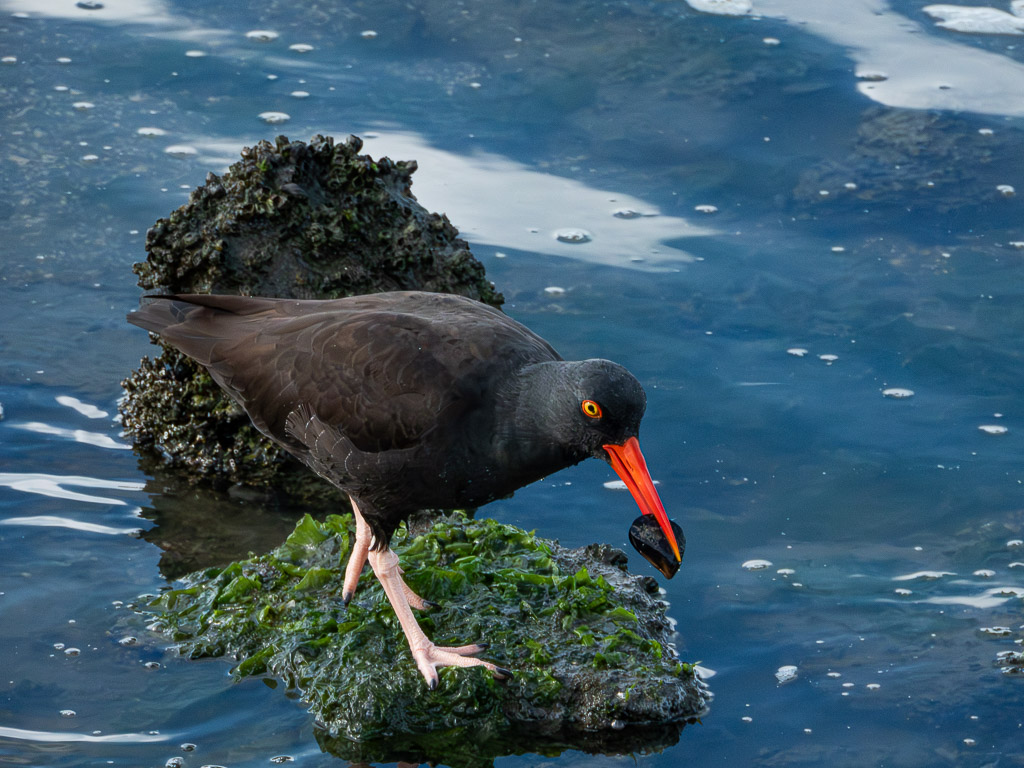 Black Oystercatcher