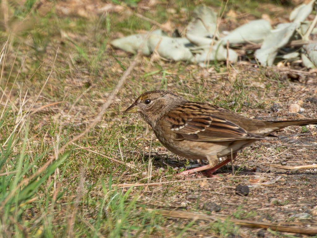 Golden-Crowned Sparrow