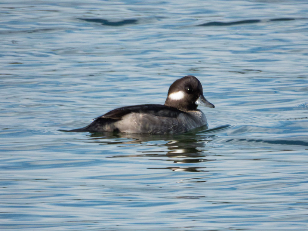 Bufflehead