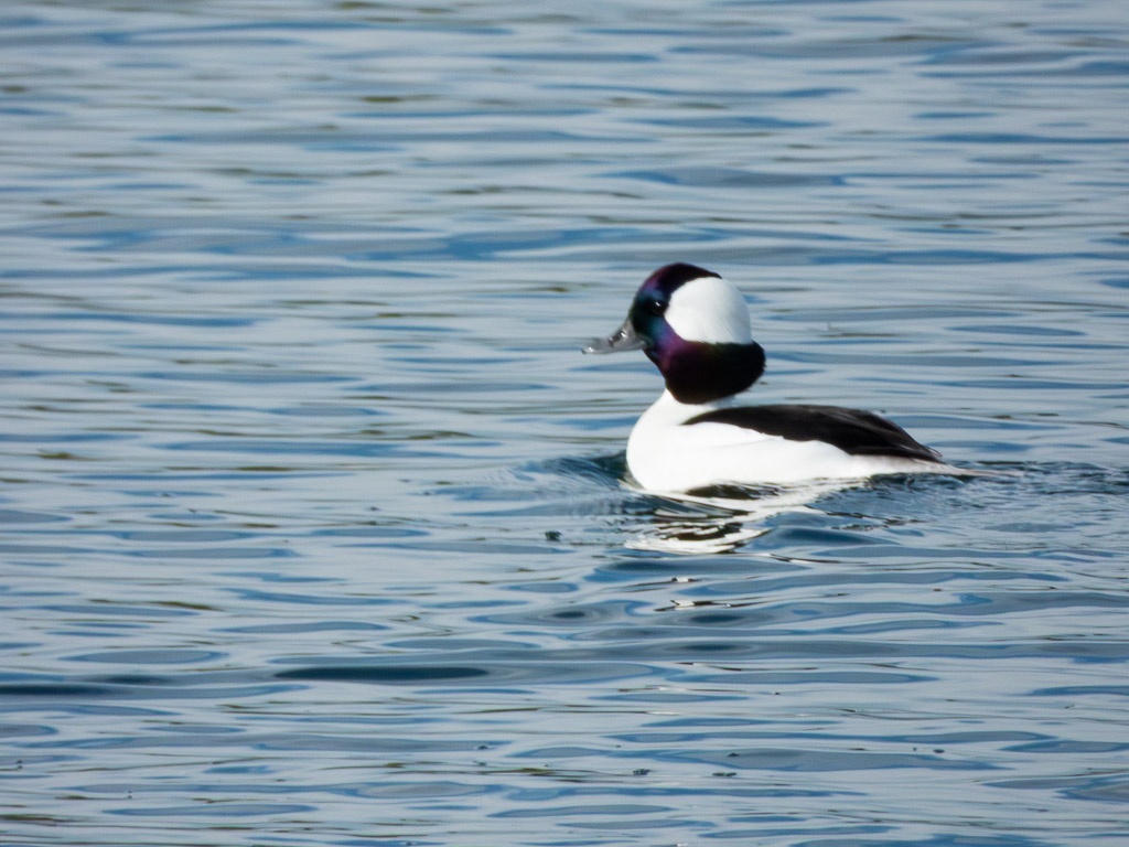 Bufflehead