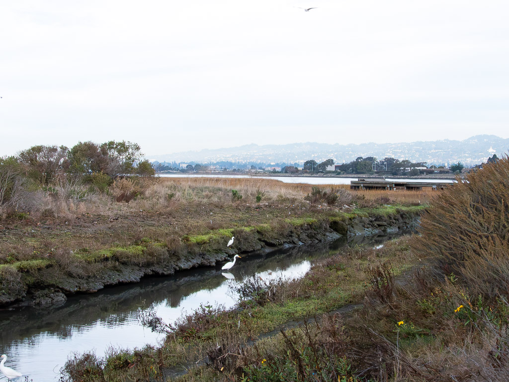Great Egret