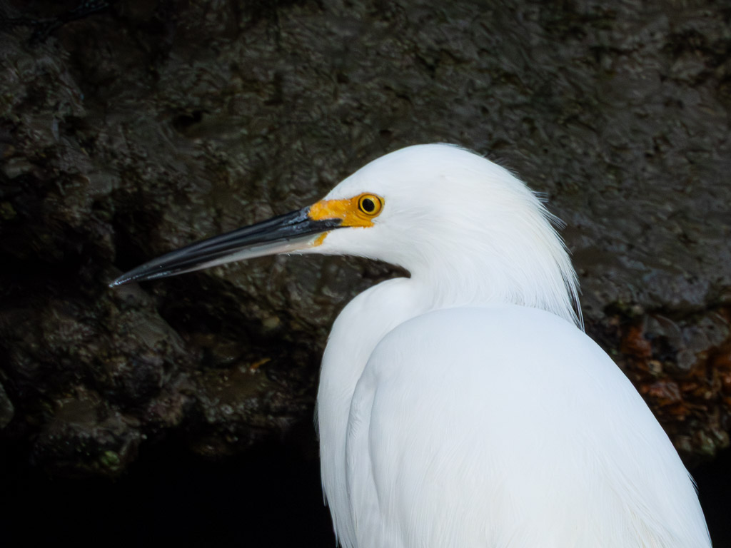 Great Egret