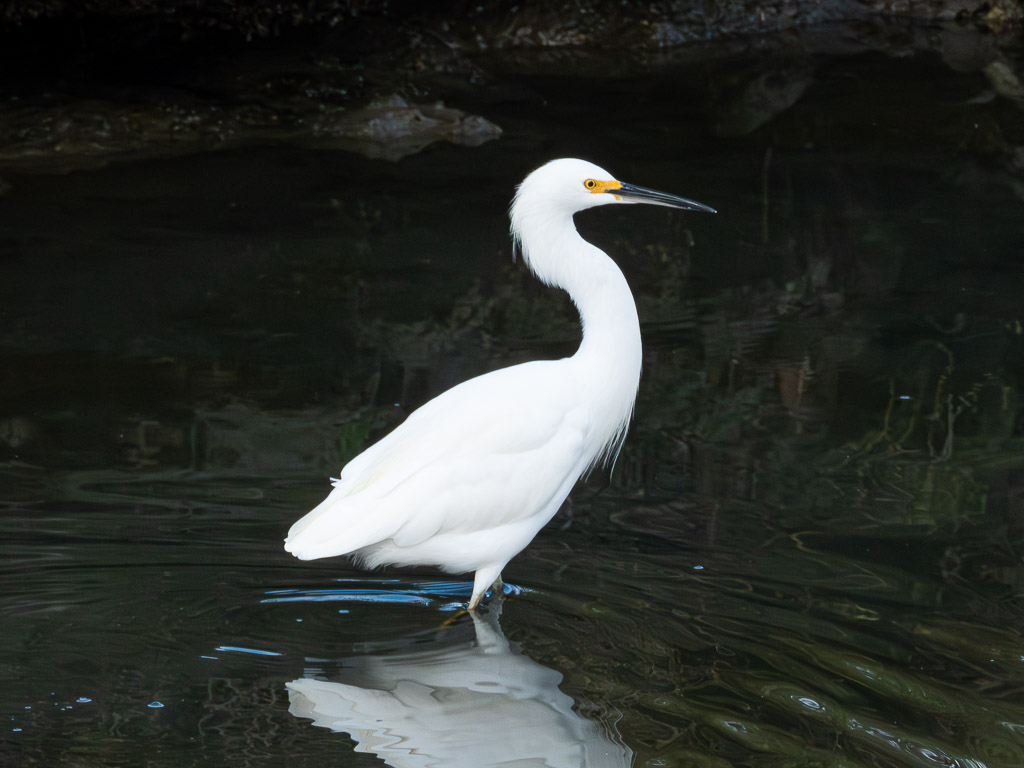 Great Egret
