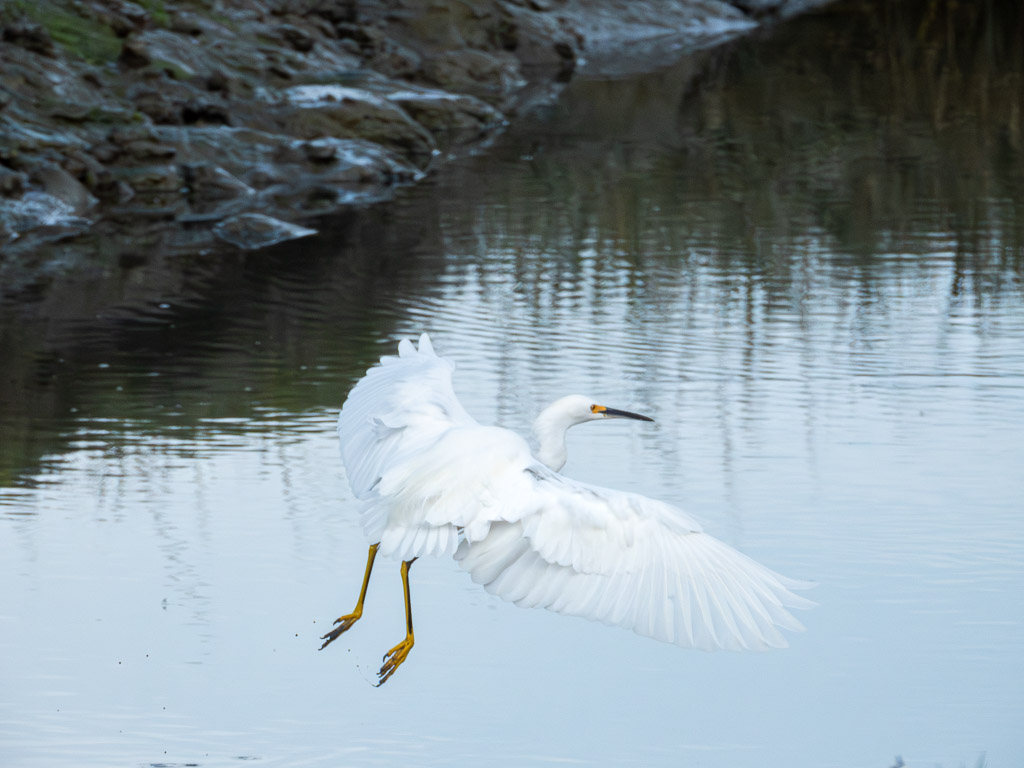 Great Egret