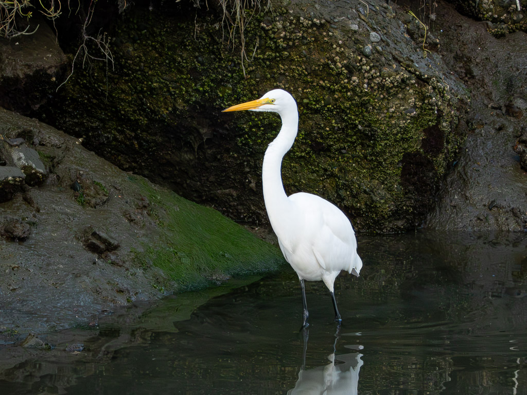 Great Egret