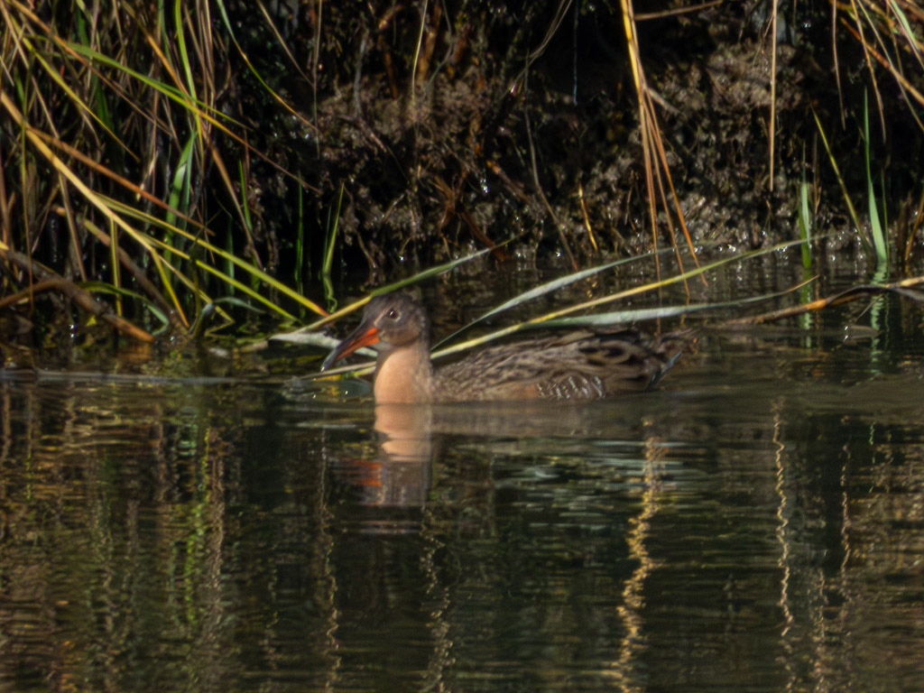 Ridgeway’s Rail