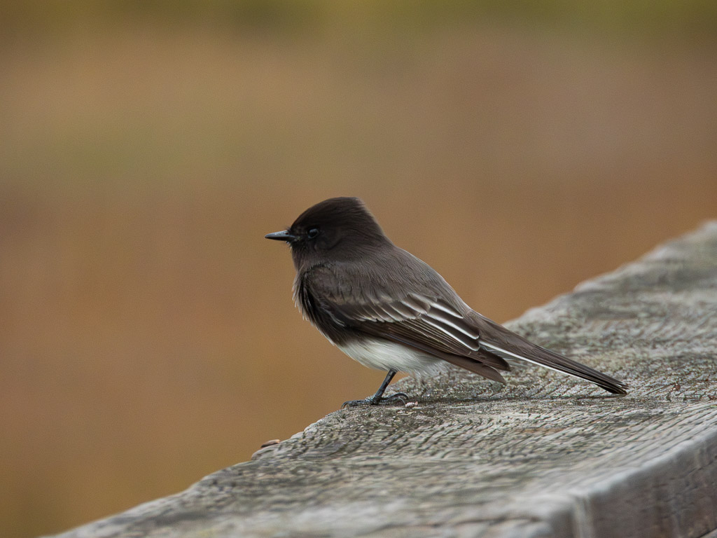 Black Phoebe