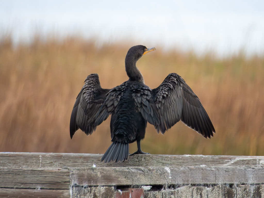 Double-Crested Cormorant