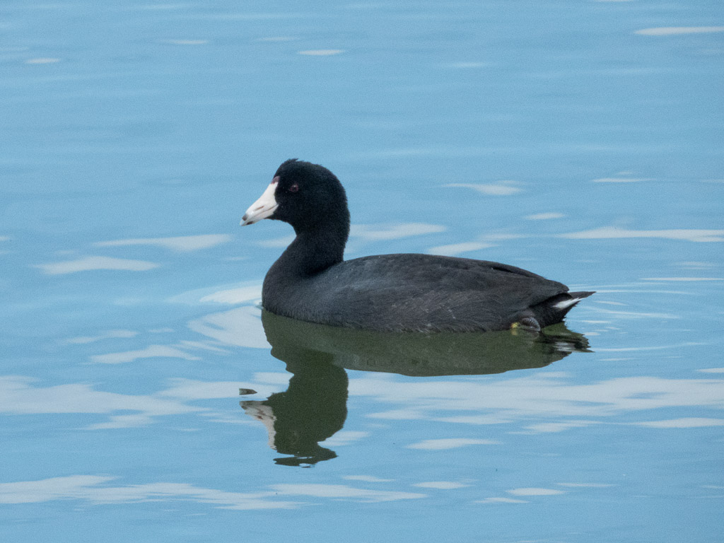 American Coot