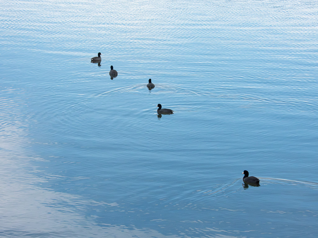 American Coot