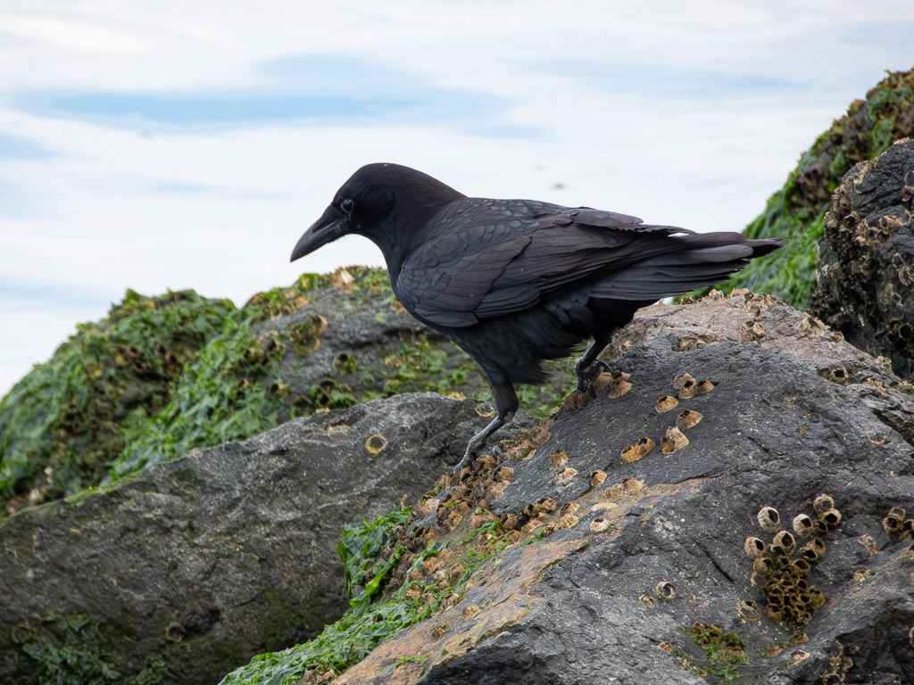 American Raven