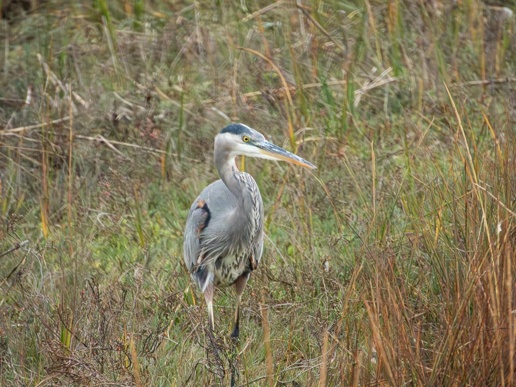 Great Blue Heron