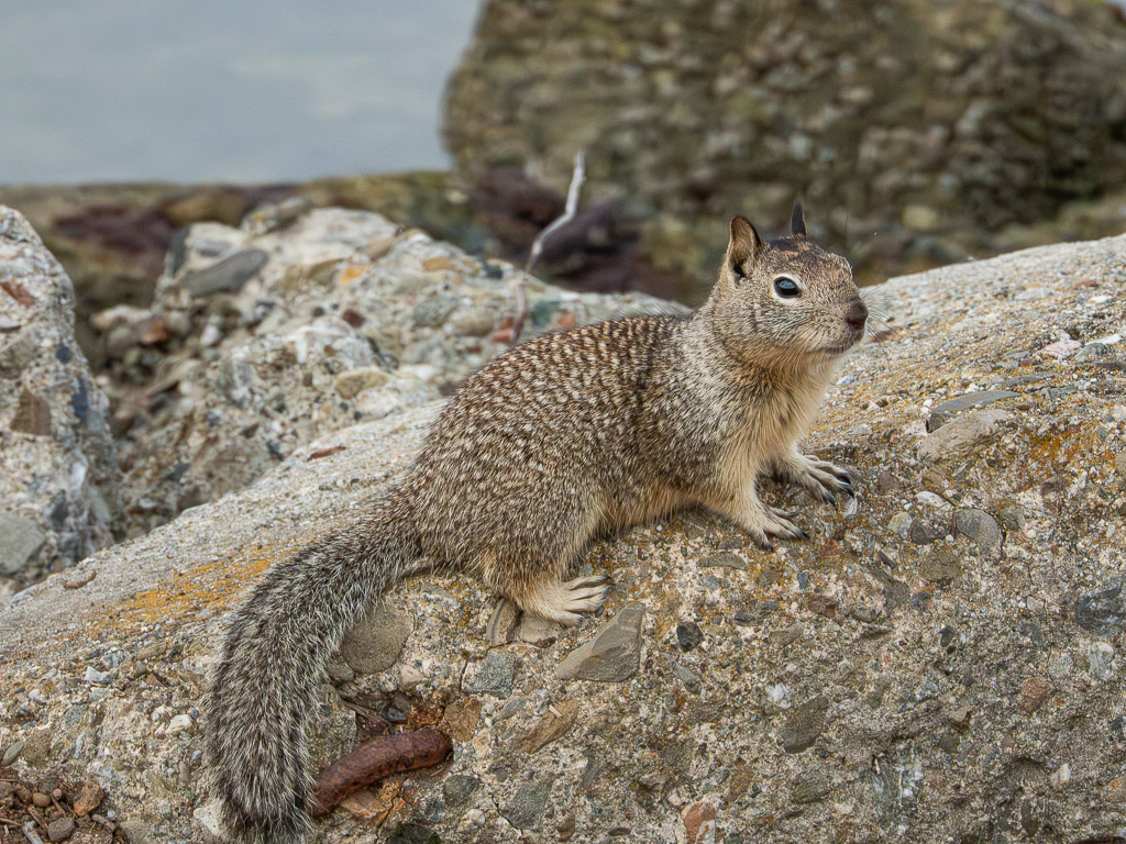 California Ground Squirrel