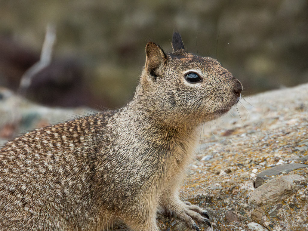 California Ground Squirrel