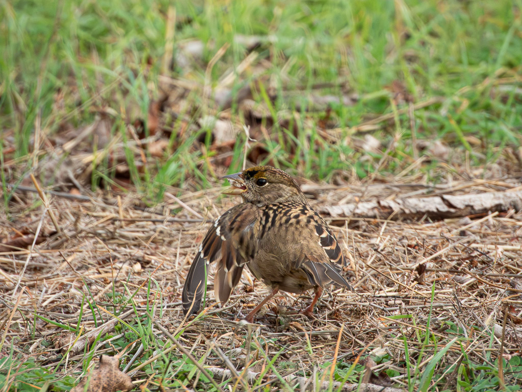 Golden-Crowned Sparrow
