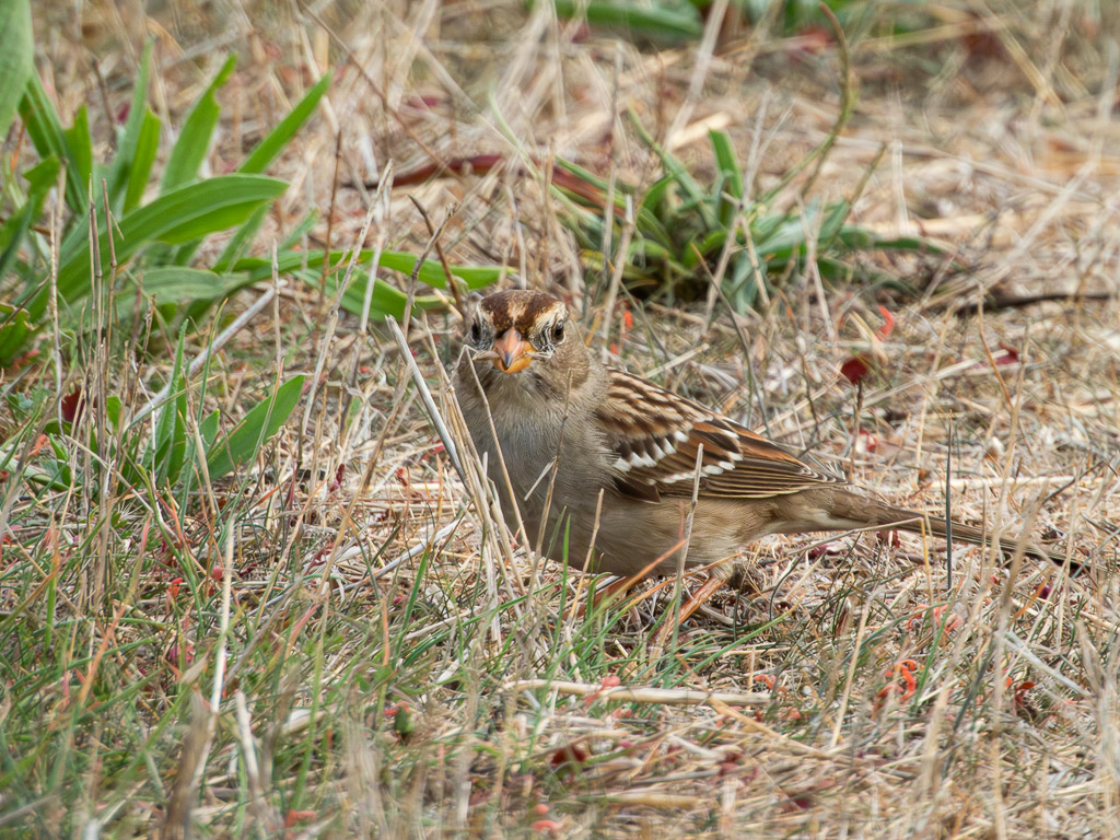 White-Crowned Sparrow