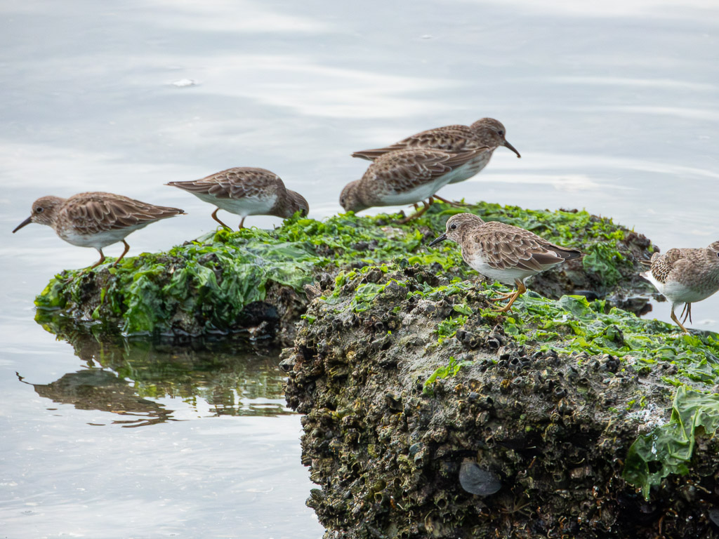 Least Sandpiper