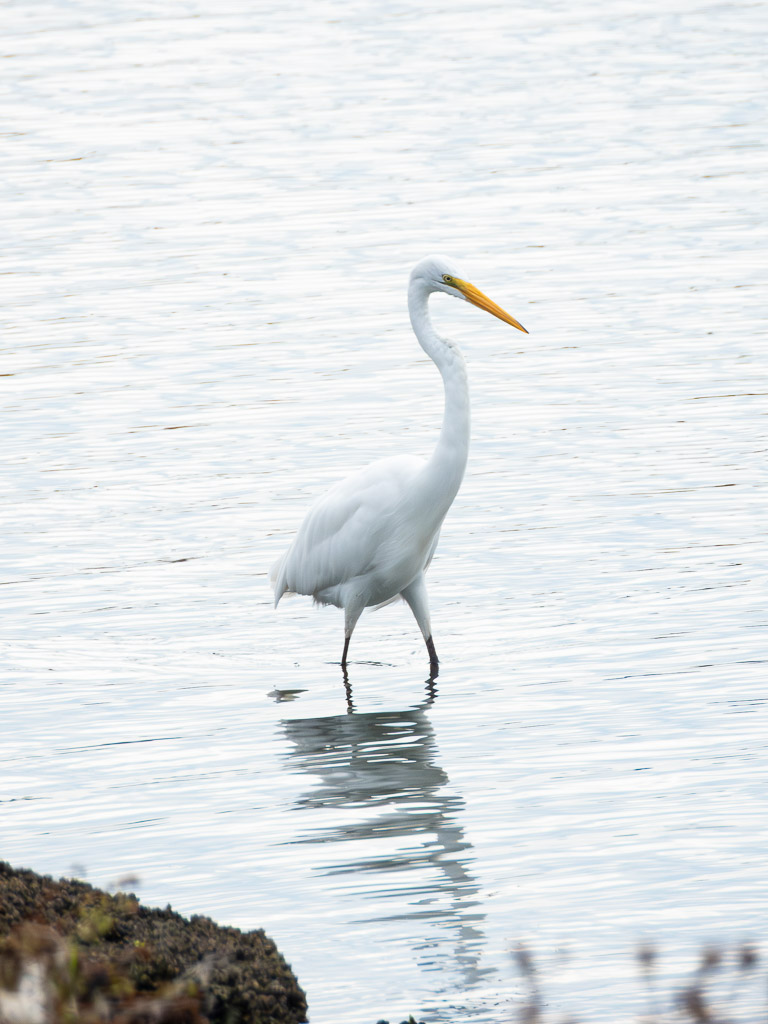 Great Egret