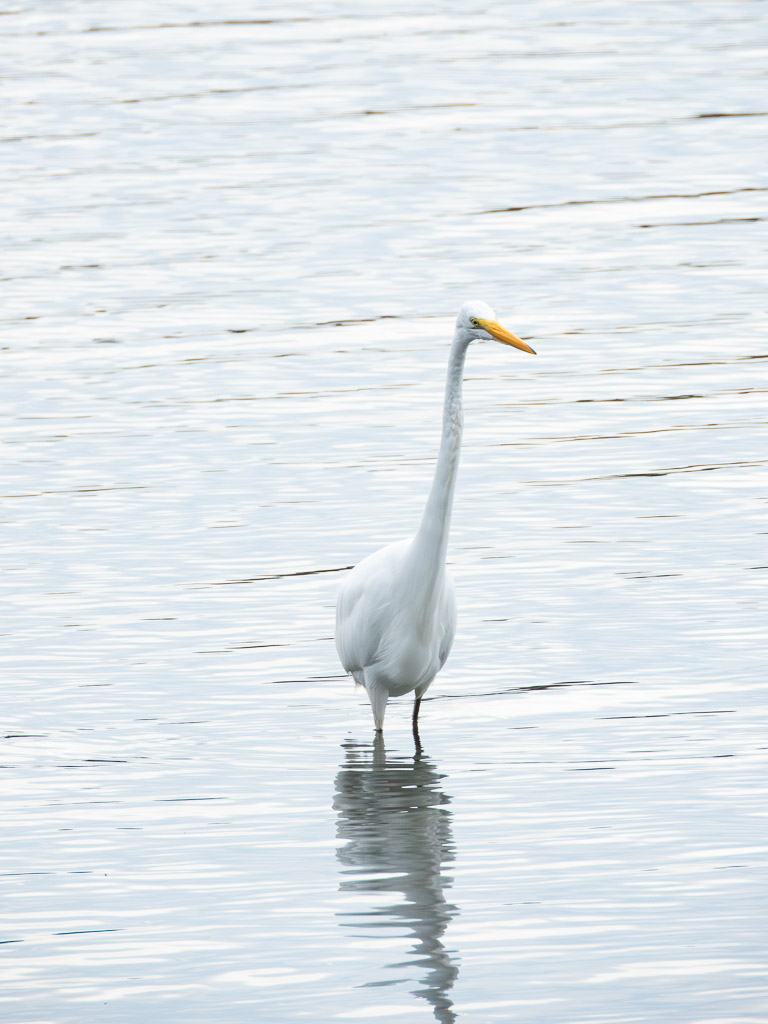 Great Egret
