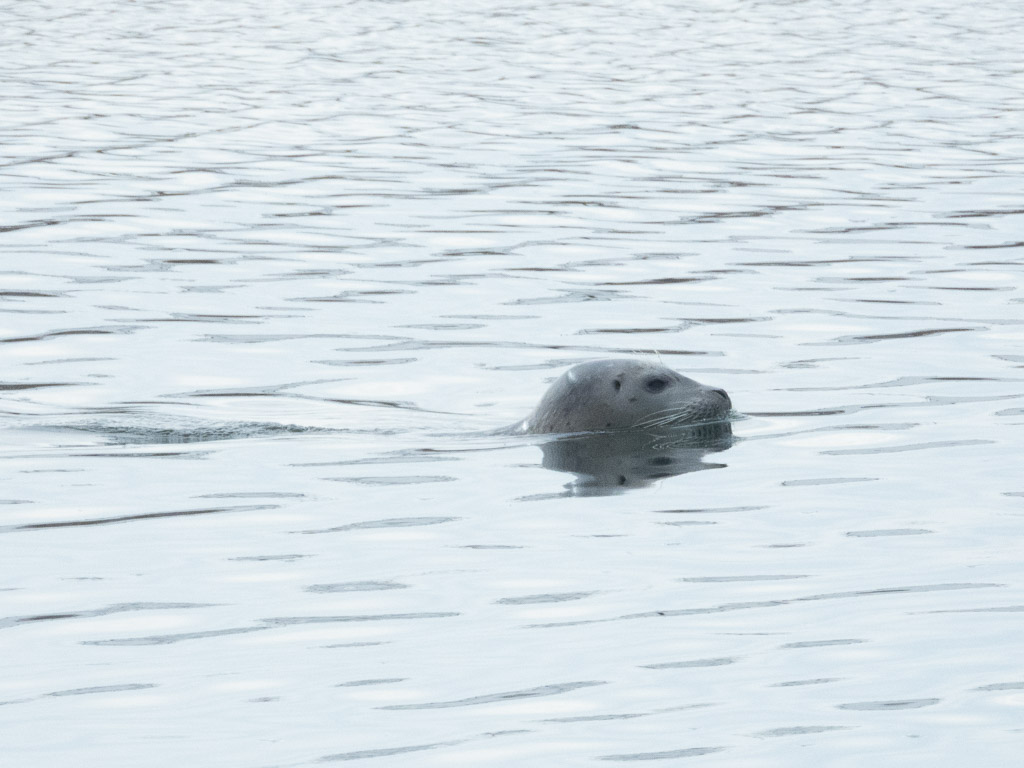 Harbor Seal