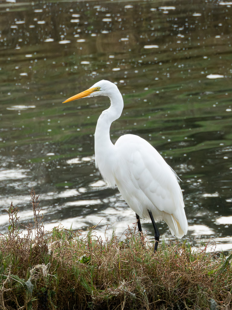 Great Egret