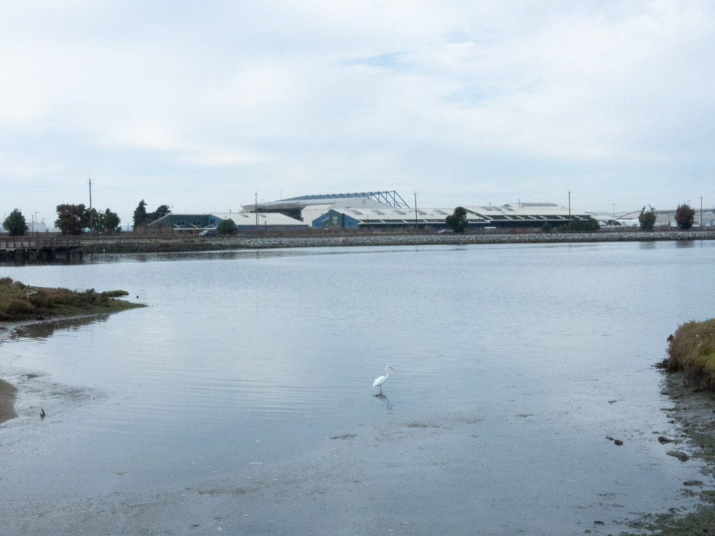 Great Egret