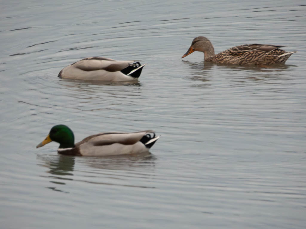 Mallard