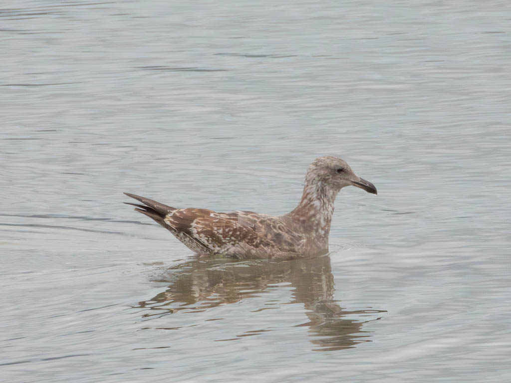 Western Gull