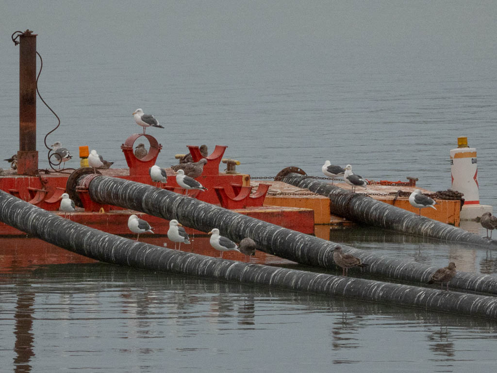 Western Gull