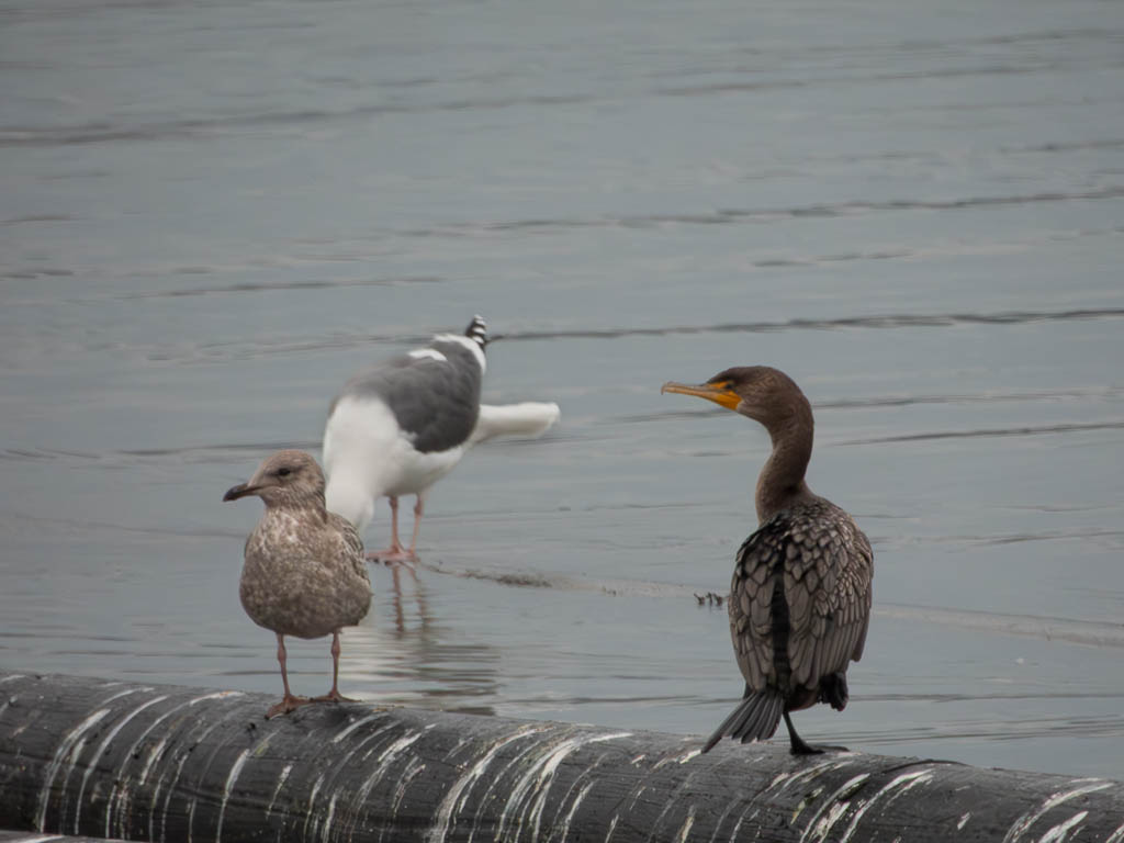 Double-Crested Cormorant