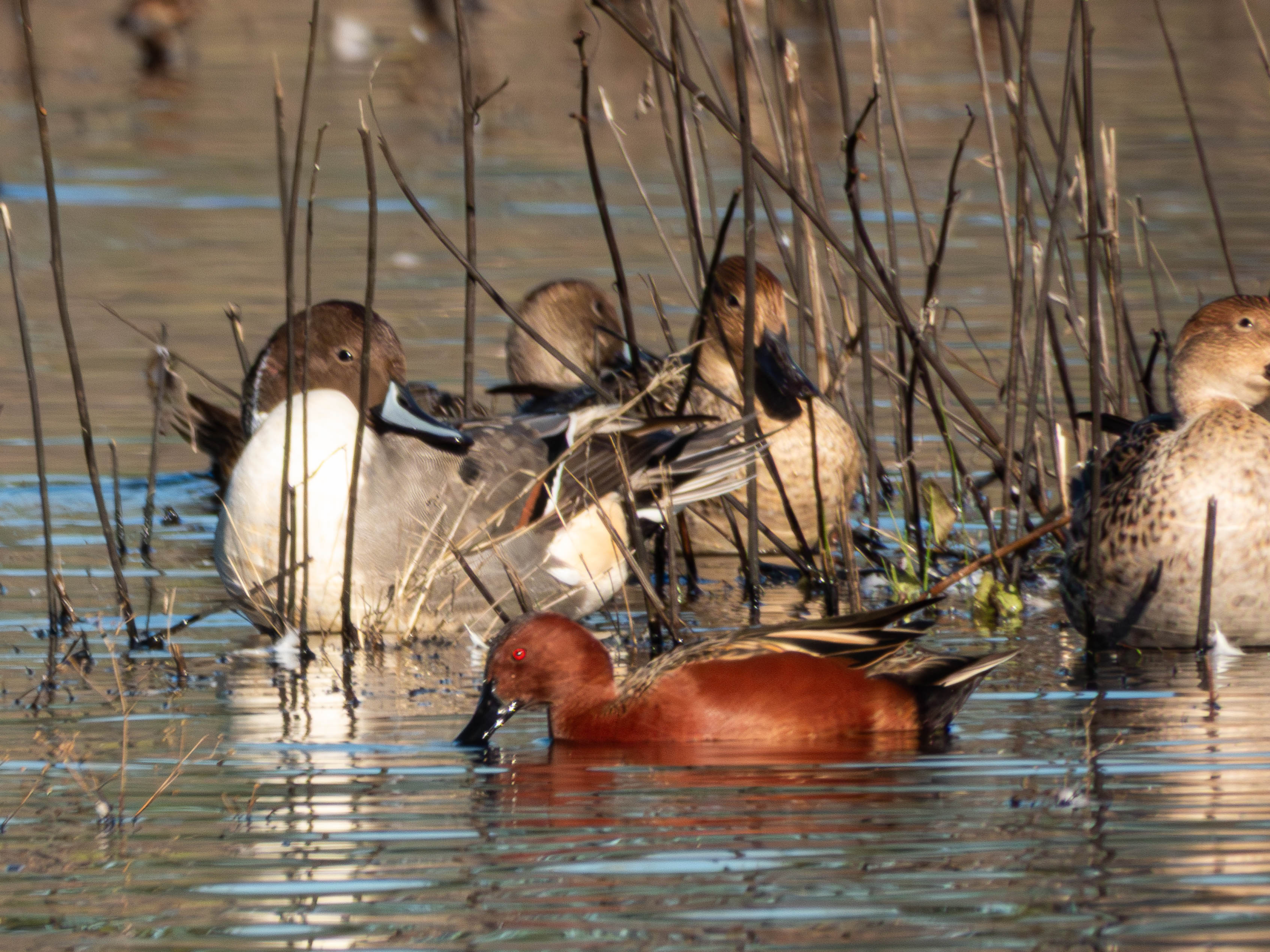 Cinnamon Teal
