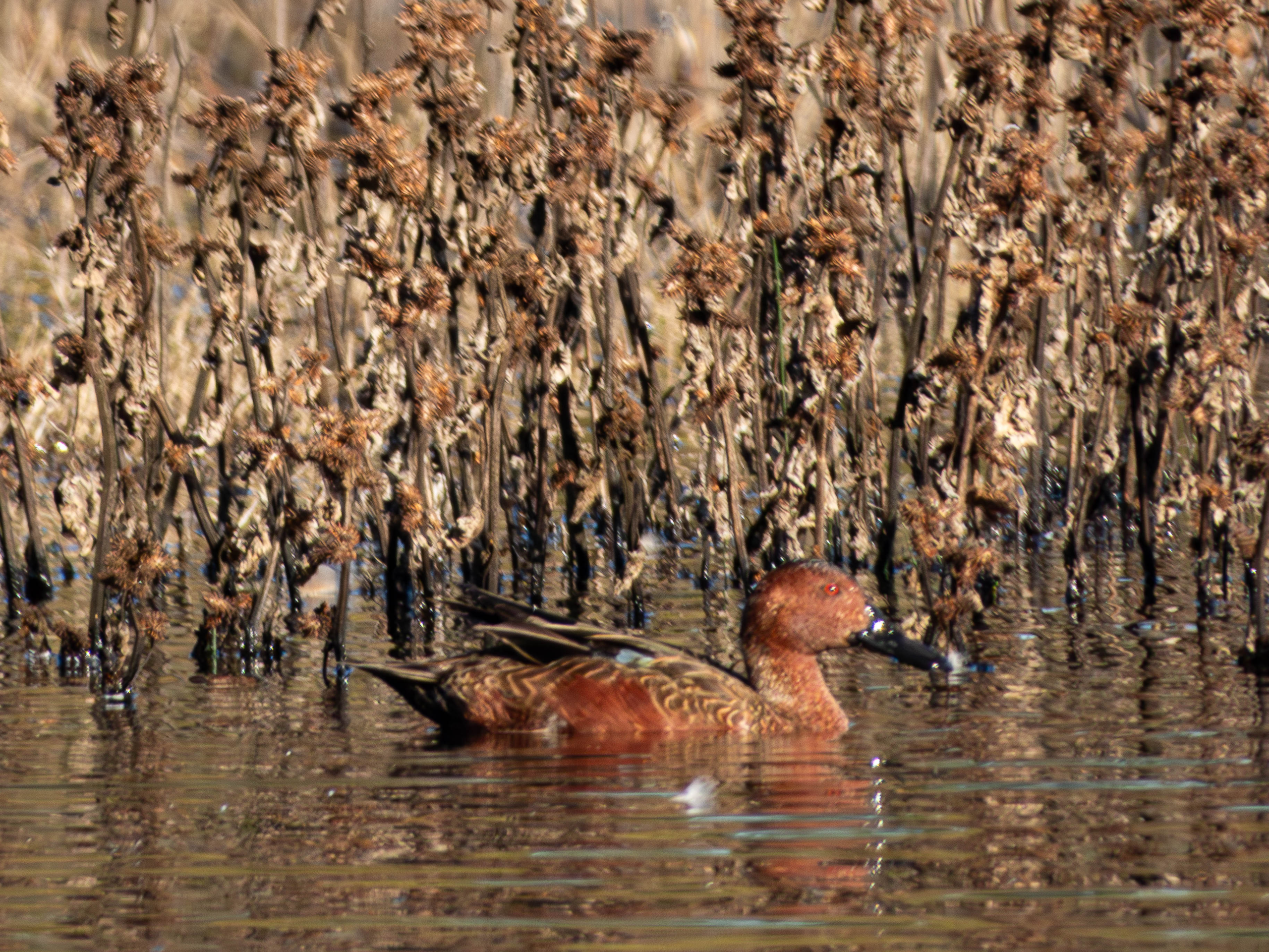 Cinnamon Teal