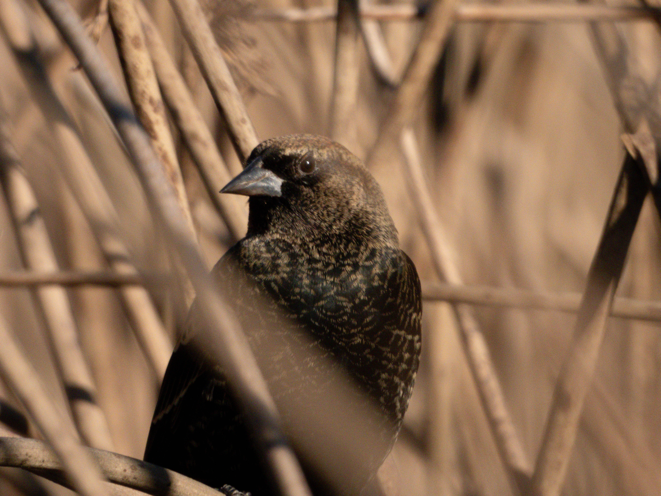 Red Wing Blackbird