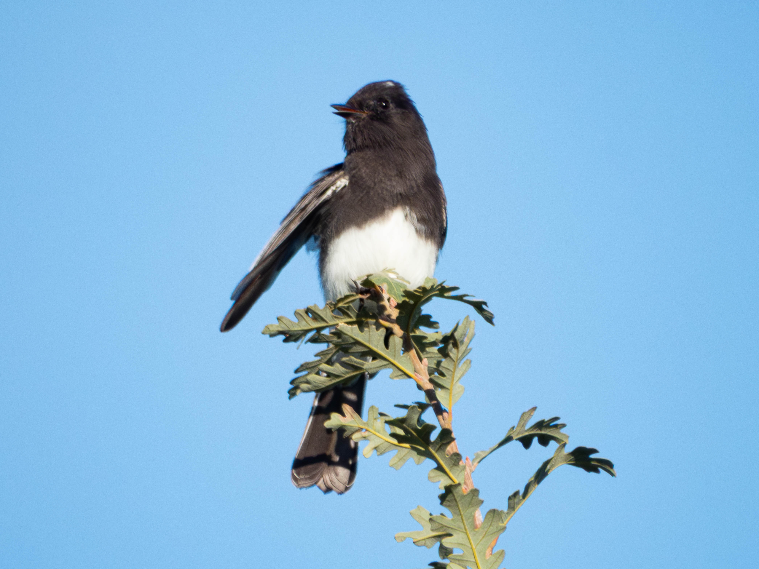 Black Phoebe