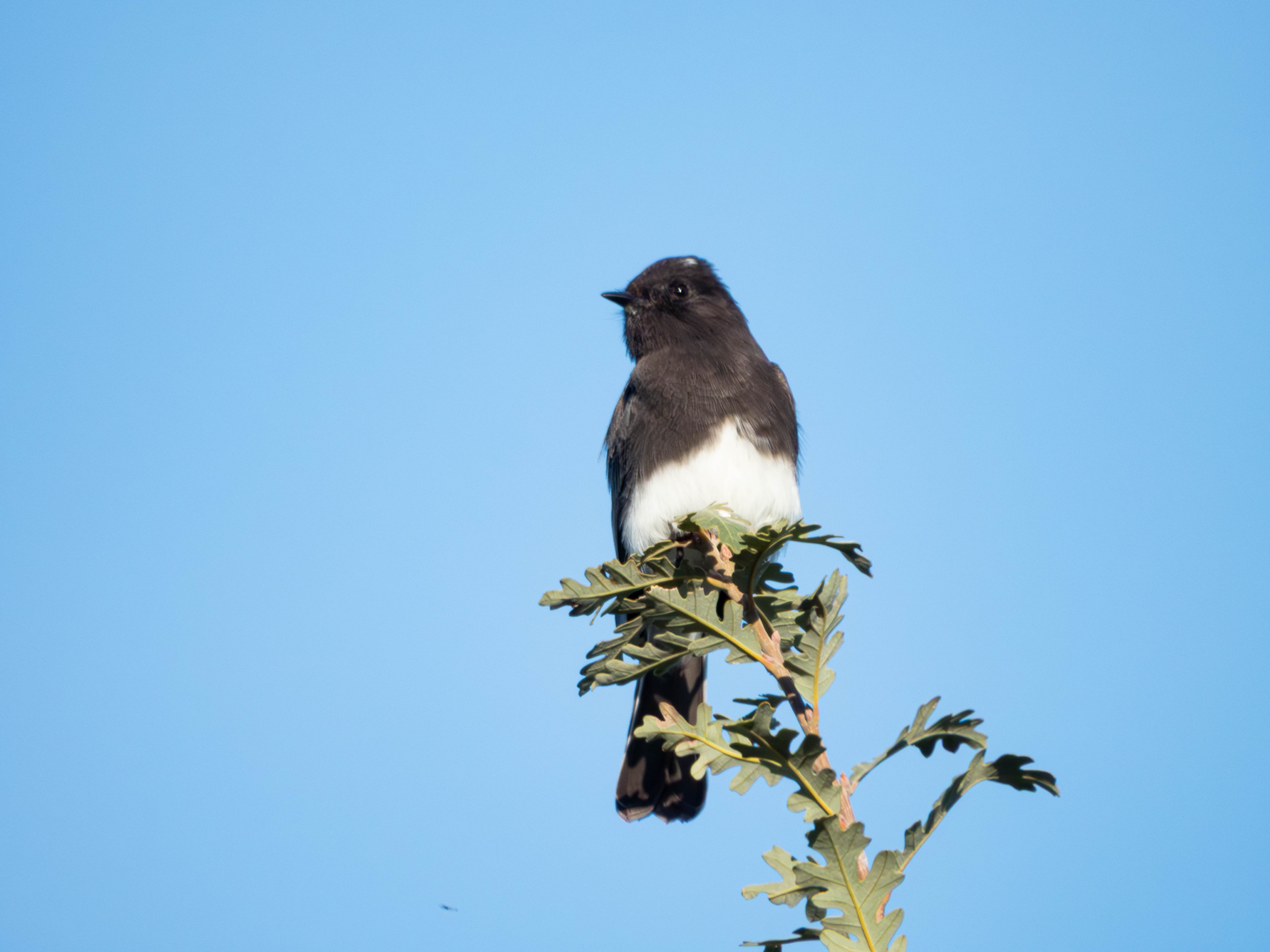 Black Phoebe