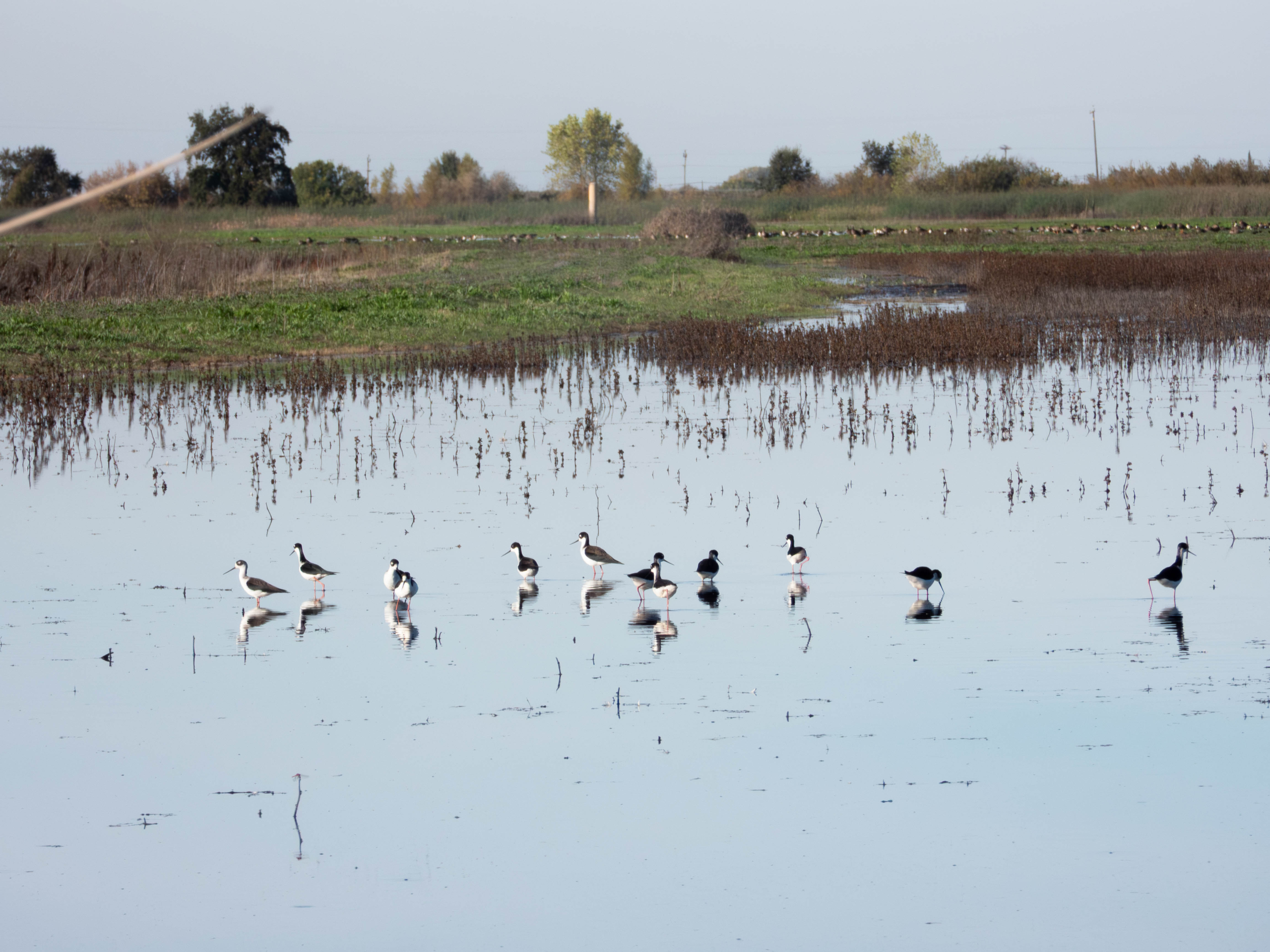 Black-necked Stilt