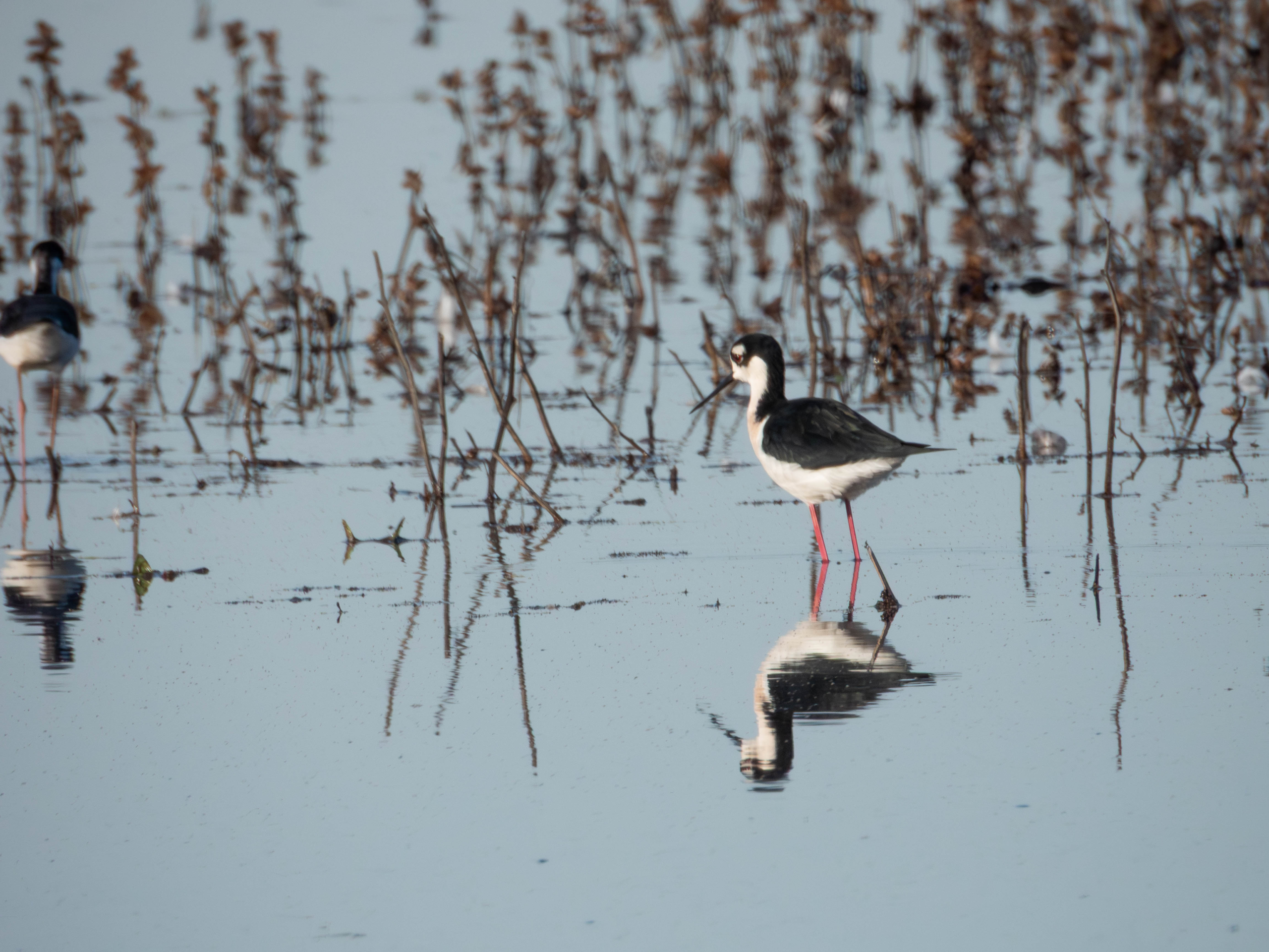 Black-necked Stilt