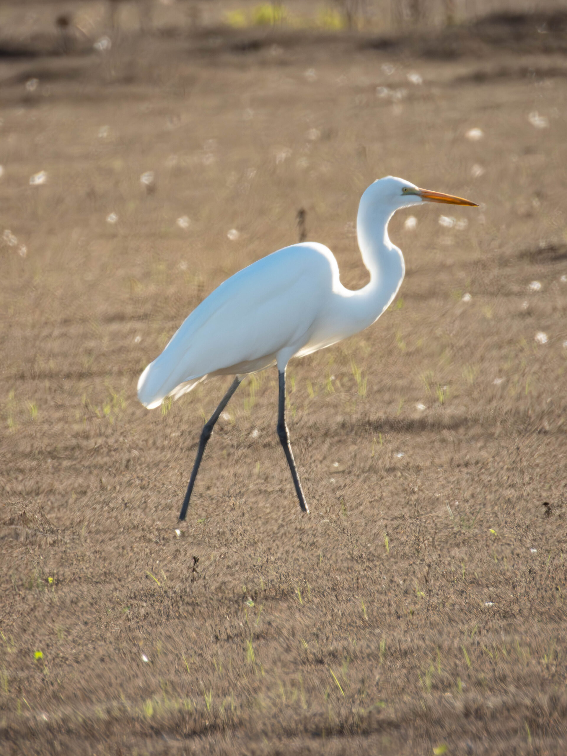 Great Egret