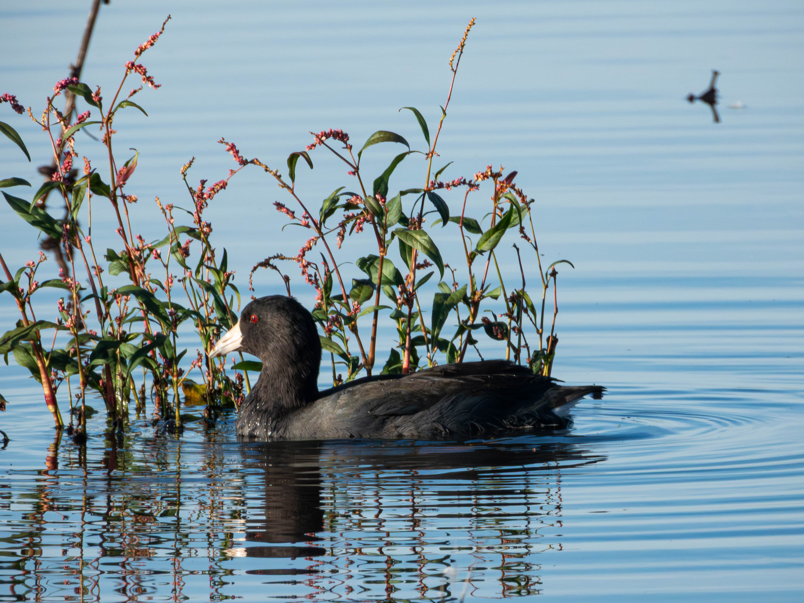 American Coot