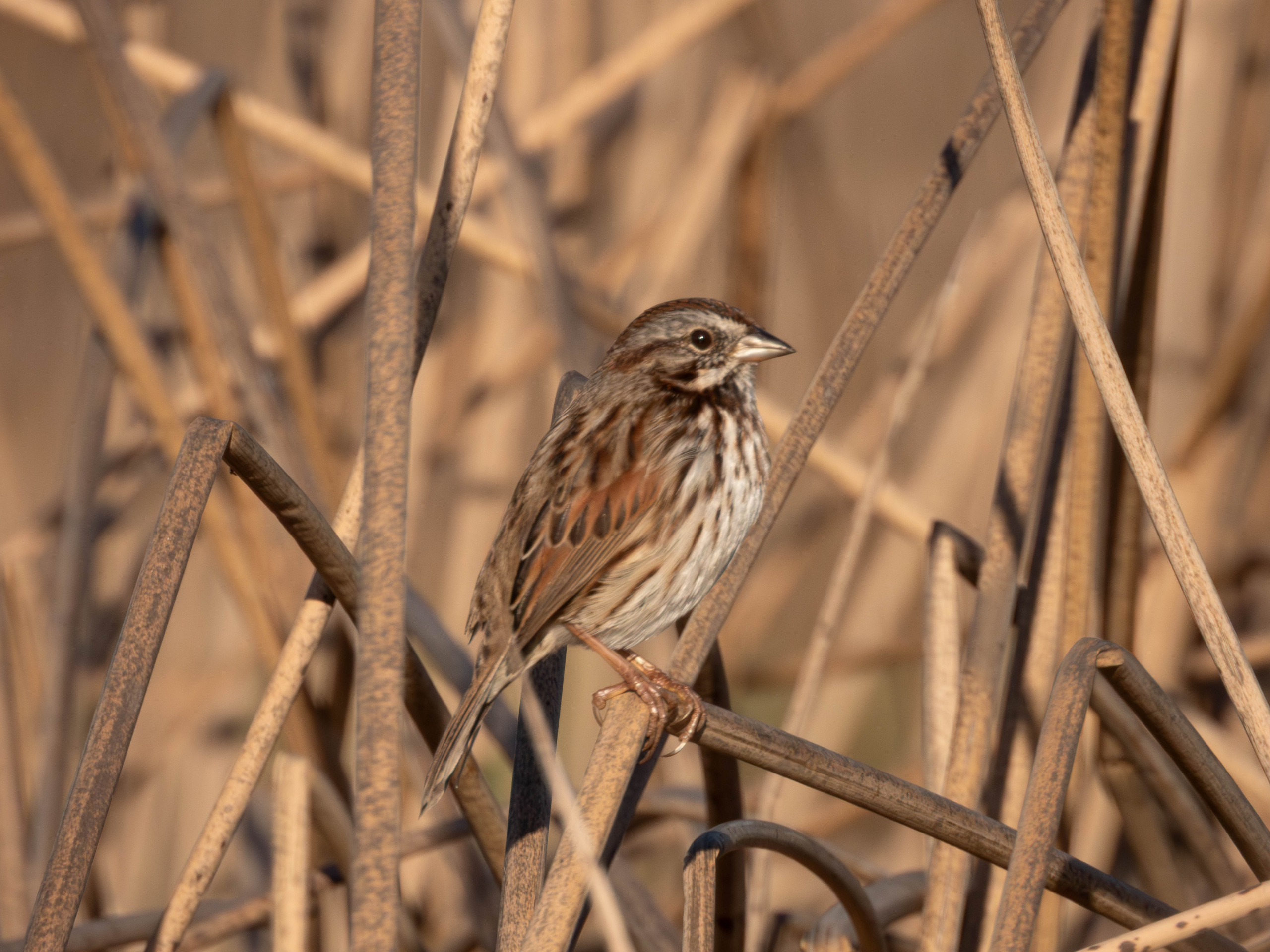 Song Sparrow