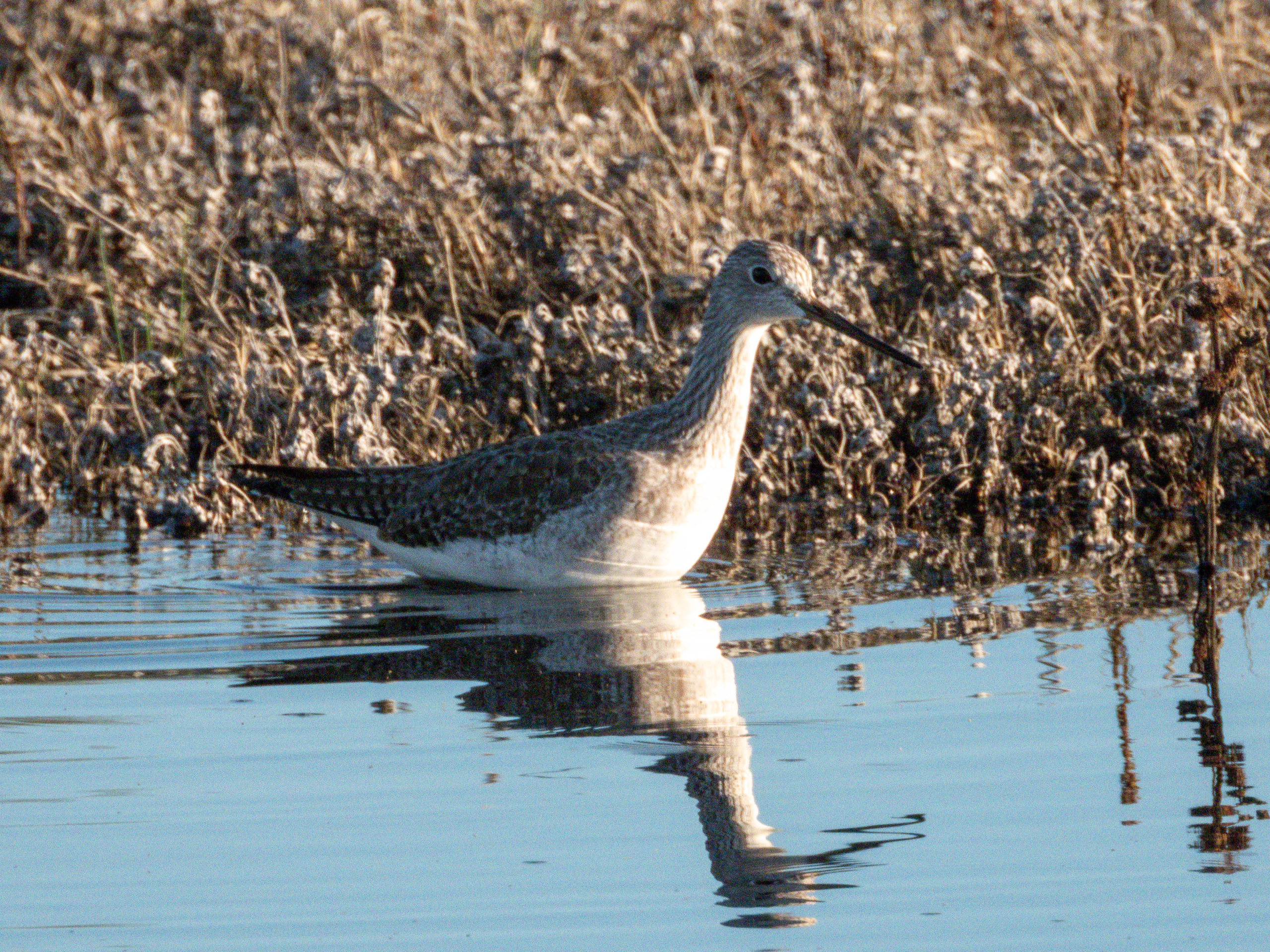 Greater Yellowlegs