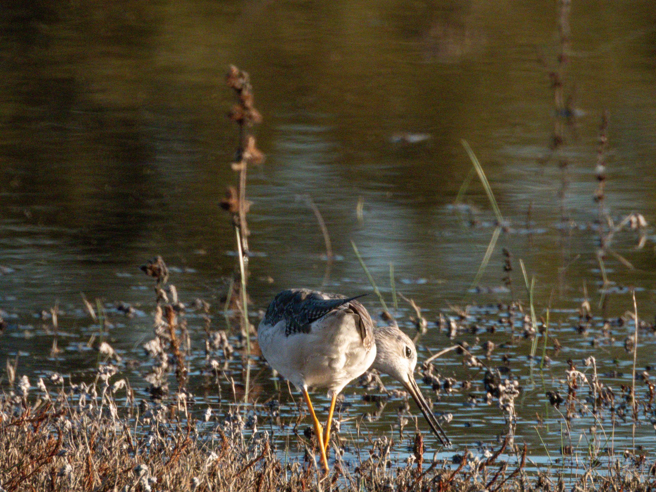 Greater Yellowlegs