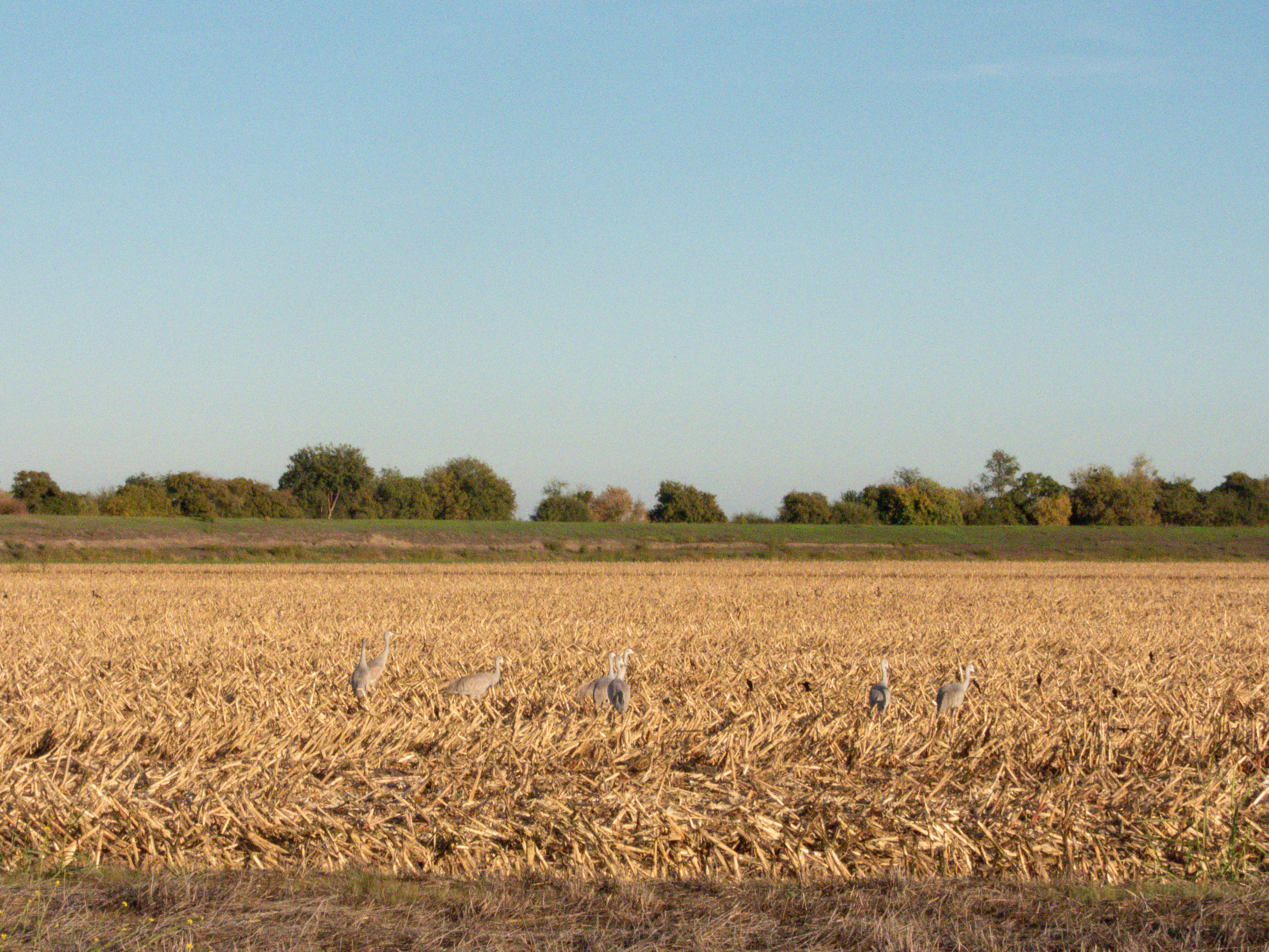 Sandhill Crane