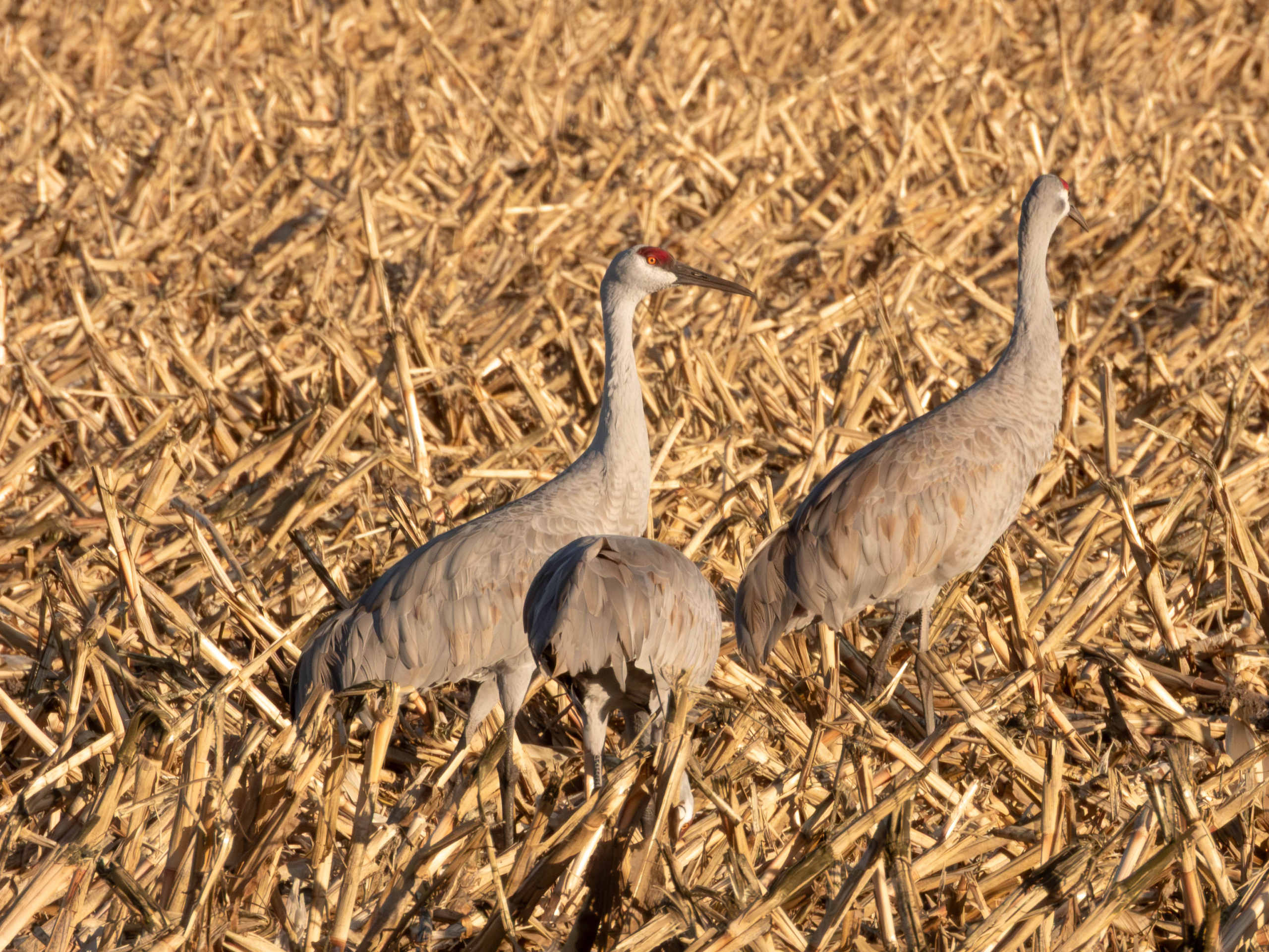 Sandhill Crane