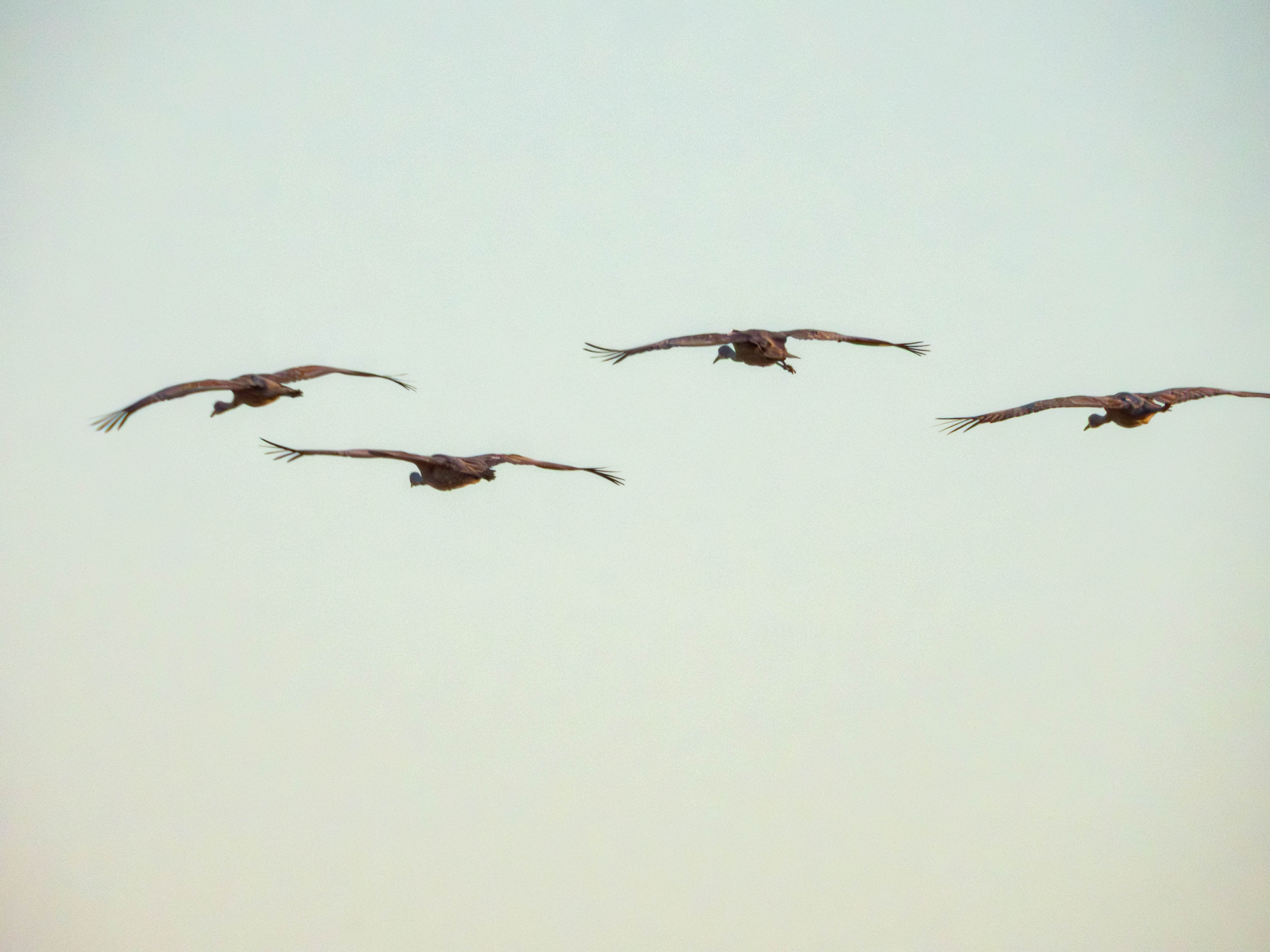 Sand Hill Crane